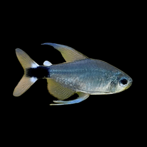 Reed Tetra (1,5 - 2Cm)