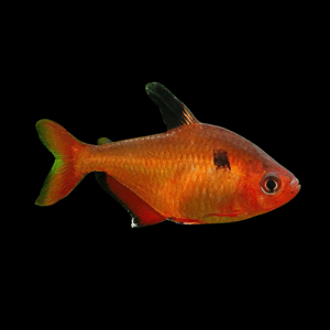 Jewel Tetra (2 - 3 Cm)
