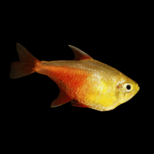 Orange Flame Tetra (> 3 Cm)