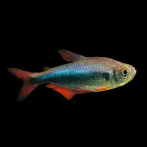 Imperial Blue Rainbow Tetra (3 - 4 Cm)