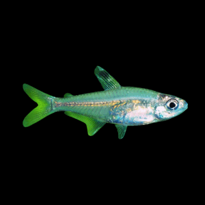 Minor Tetra (2,5 - 3 Cm)