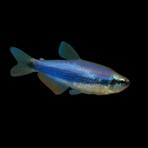 Super Blue Emperor Tetra (> 3,8 Cm)