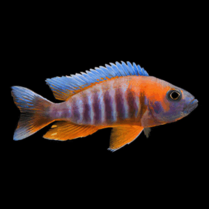 Aulonocara Jacobfreibergi Peacock Cichlid (Xl)