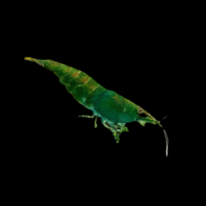 Jade Green Shrimp Neocaridina (1 - 1,5 Cm)