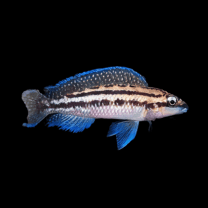 Julidochromis Dickfeldi Cichlid (4 - 5 Cm)