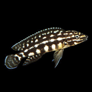 Marliers Julie Cichlid (3 - 4 Cm)