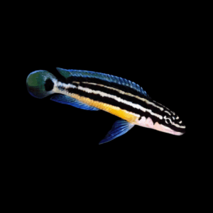 Ornate Lamprologus Cichlid (3,5 - 4 Cm)