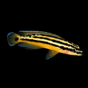 Golden Julie Cichlid (> 6 Cm)
