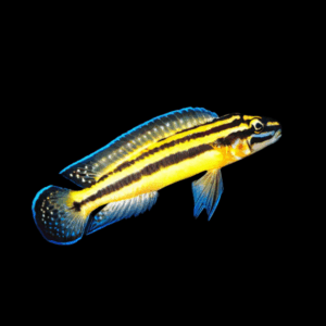 Kipili Regani Cichlid (4 - 5 Cm)