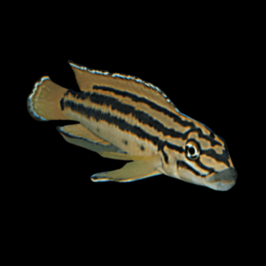 Zambia Regani Cichlid (2 - 3 Cm)
