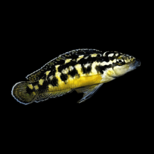 Gombi Transcriptus Cichlid (3,5 - 4 Cm)
