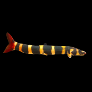 Spotted Kapuas Loach (5 - 7 Cm)