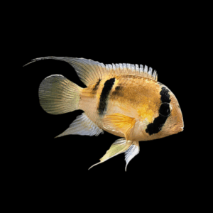 Keyhole Cichlid (3 - 4 Cm)
