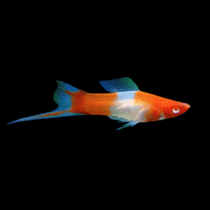 Koi Albino Swordtail (4 - 5 Cm)