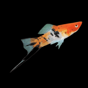 Koi Sanke Swordtail (3 - 4 Cm)