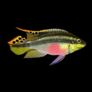 Kribensis (3 - 4 Cm)