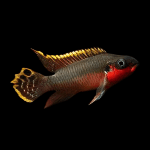 Super Red Kribensis (4 - 5 Cm)
