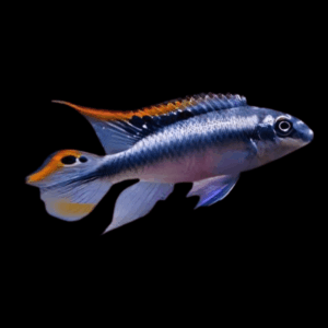Blue Kribensis (4 Cm)