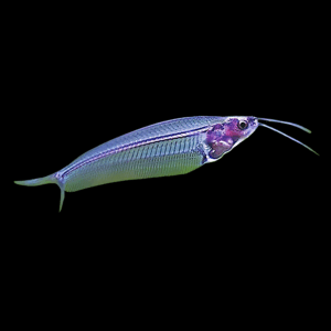 Asian Glass Catfish (4 - 5 Cm)