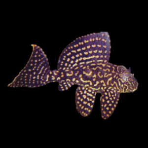 L001 Marbled Sailfin Pleco (4 - 5 Cm)
