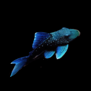L128 Blue Phantom Pleco (3 - 4 Cm)