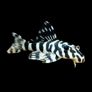 L134 Leopard Frog Pleco (7 - 9 Cm)