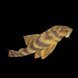 L15 Candy Stripe Pleco (3,5 - 4 Cm)