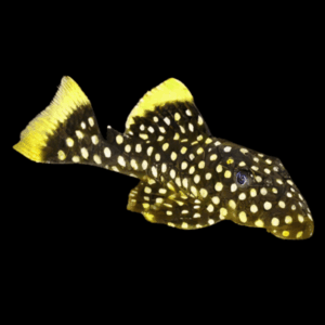 L177 Queen Golden Nugget Pleco (5 Cm)