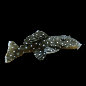 L181 Peppermint Pleco (3 - 3,5 Cm)
