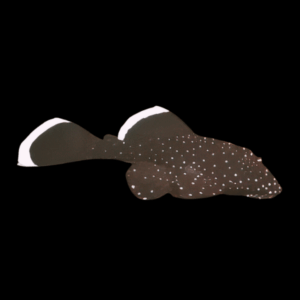 Starlight Bristlenose Pleco (5 - 6 Cm)