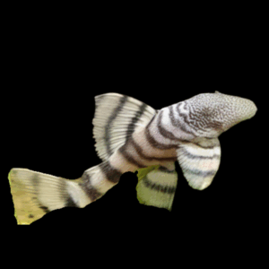 L226 Iquitos Tiger Pleco (4 - 5 Cm)