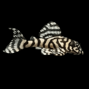 L236 Irini Cracked Zebra Pleco (3 - 3,5 Cm)