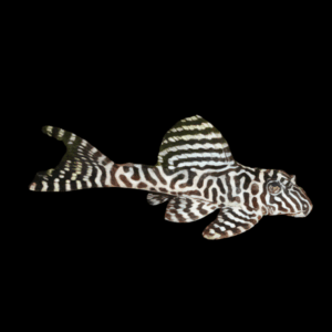 L236 Super White Irini Cracked Zebra Pleco (3,5 Cm)
