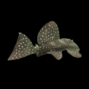 L240 Galaxy Pleco Leporacanthicus Cf Galaxias (6 - 8 Cm)