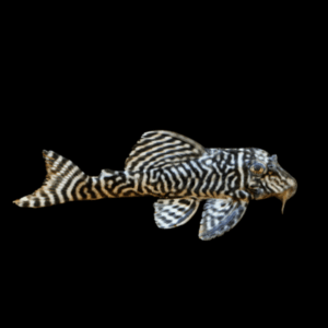 L333 Bel Monte King Tiger Pleco (2,5 - 3 Cm)
