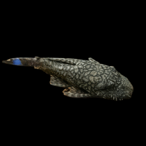 L393 Cheese Creek Ancistrus Pleco (3,5 - 4 Cm)