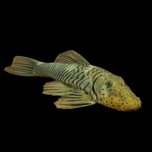 Thomson's Rubbernose Pleco (5 Cm)