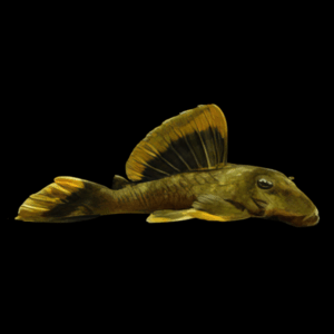 L47 Magnum Pleco (5 Cm)