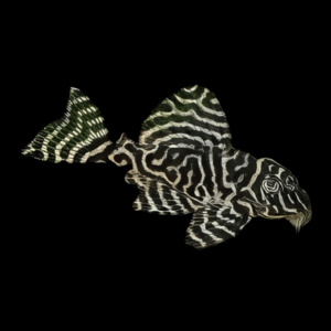 L66 King Tiger Pleco (3,5 Cm)