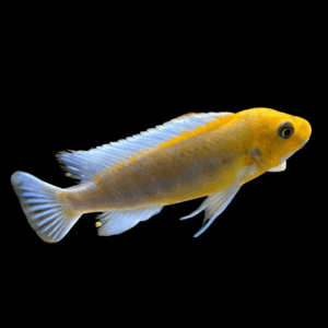 Chilumba Trewavasae Cichlid (4 - 5 Cm)