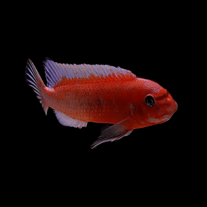 Red Trewavasae Cichlid (3 - 4 Cm)