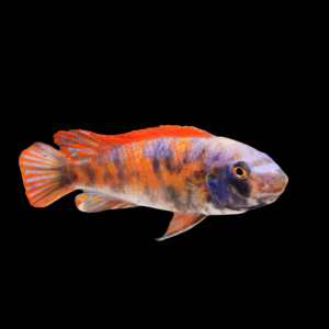 Marmalade Cat Cichlid (3 - 4 Cm)