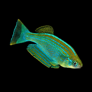 Tanganyika Killifish (3,5 - 4 Cm)