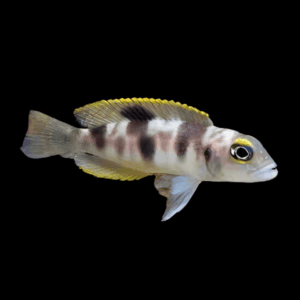 Lamprologus Boulengeri Cichlid (3,5 - 4 Cm)