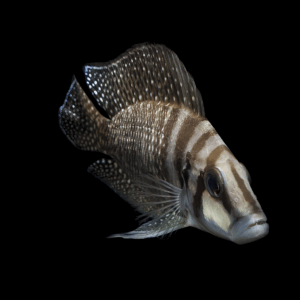 Calvus Cichlid (3 - 3,5 Cm)