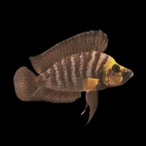 Compressiceps Goldhead Cichlid (3 - 4 Cm)