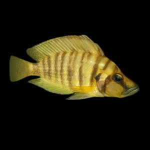 Lamprologus Compressiceps Mandarin Titcha Cichlid (3,5 - 4 Cm)