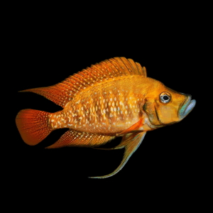 Calvus Gold Cichlid (3,5 - 4,5 Cm)