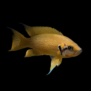 Heliantus Cichlid (3,5 - 4 Cm)