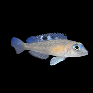 Kungweensis Cichlid (2 - 3 Cm)